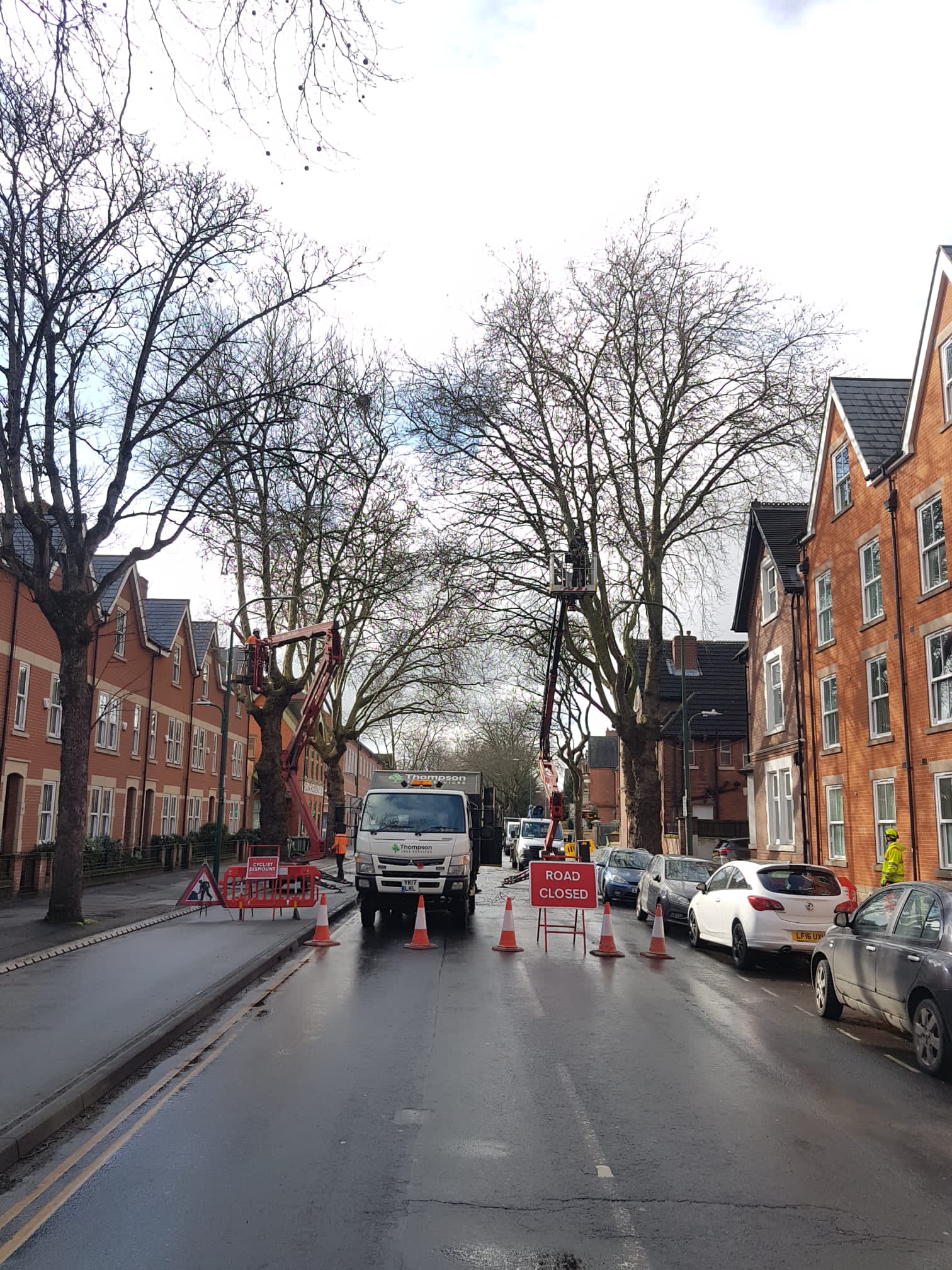 Tree Management Services Thompson Tree Services